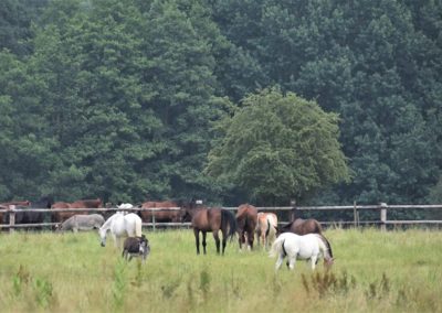 100 chevaux
