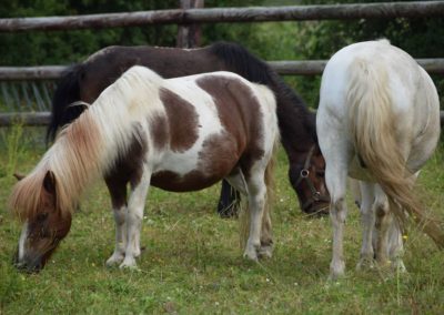 100 chevaux