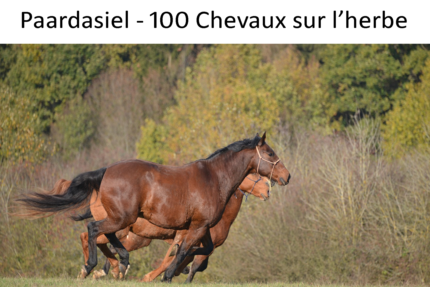 Paardasiel - 100 chevaux sur l'herbe