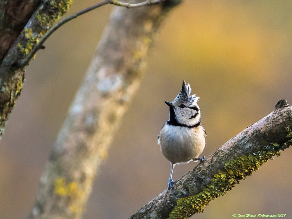 Les oiseaux de printemps